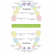 Load image into Gallery viewer, Wooden Kids Tooth Storage Box - Etrendpro